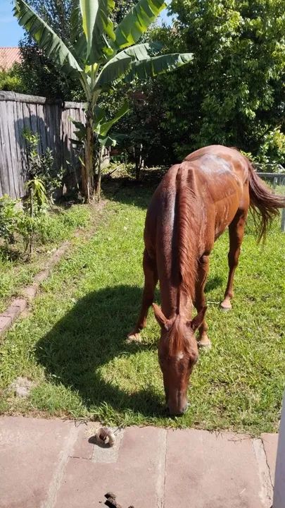 Cavalo Quarto de Milha para venda - Foto 4