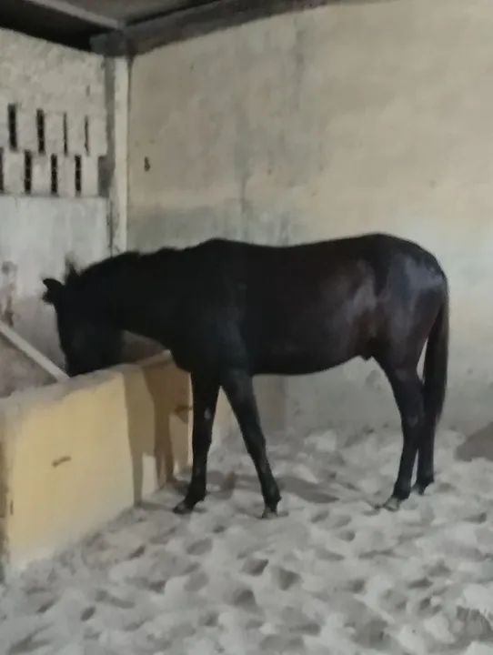 Burro Preto ' já é o menor preço ' - Foto 4