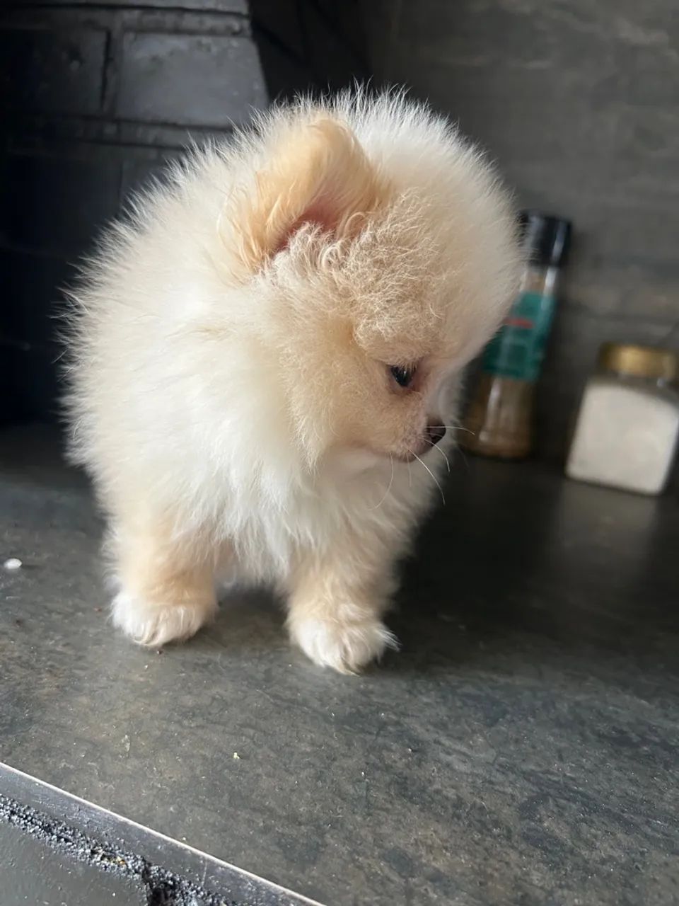 Filhote de Lulu da Pomerânia 