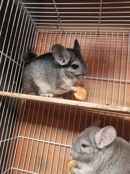 Vendo Casal Chinchila  - Foto 2