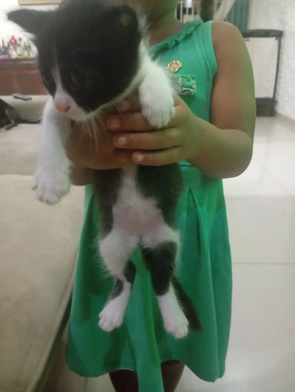 Filhote de gatinhos para doação  - Foto 5