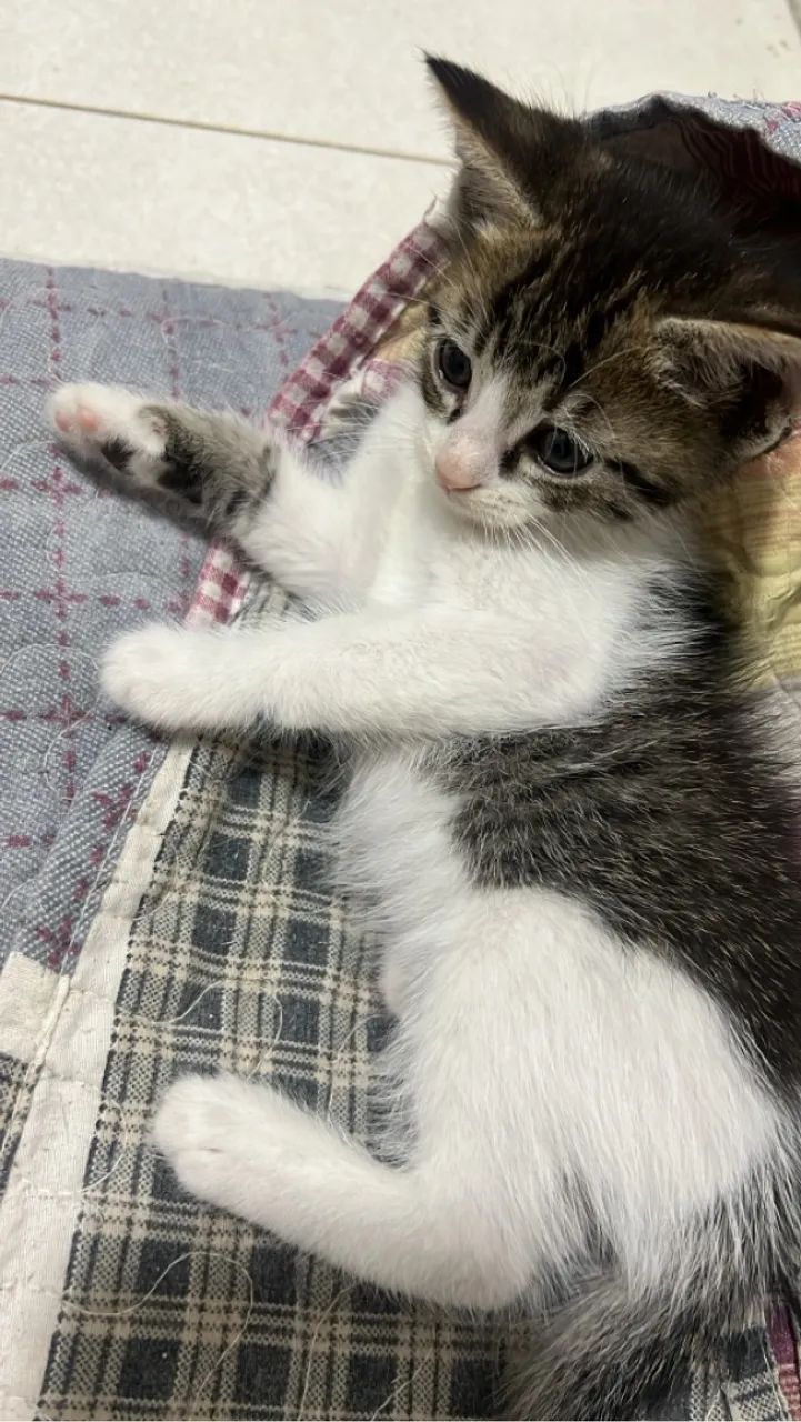 Gatinho para adoção  - Foto 2