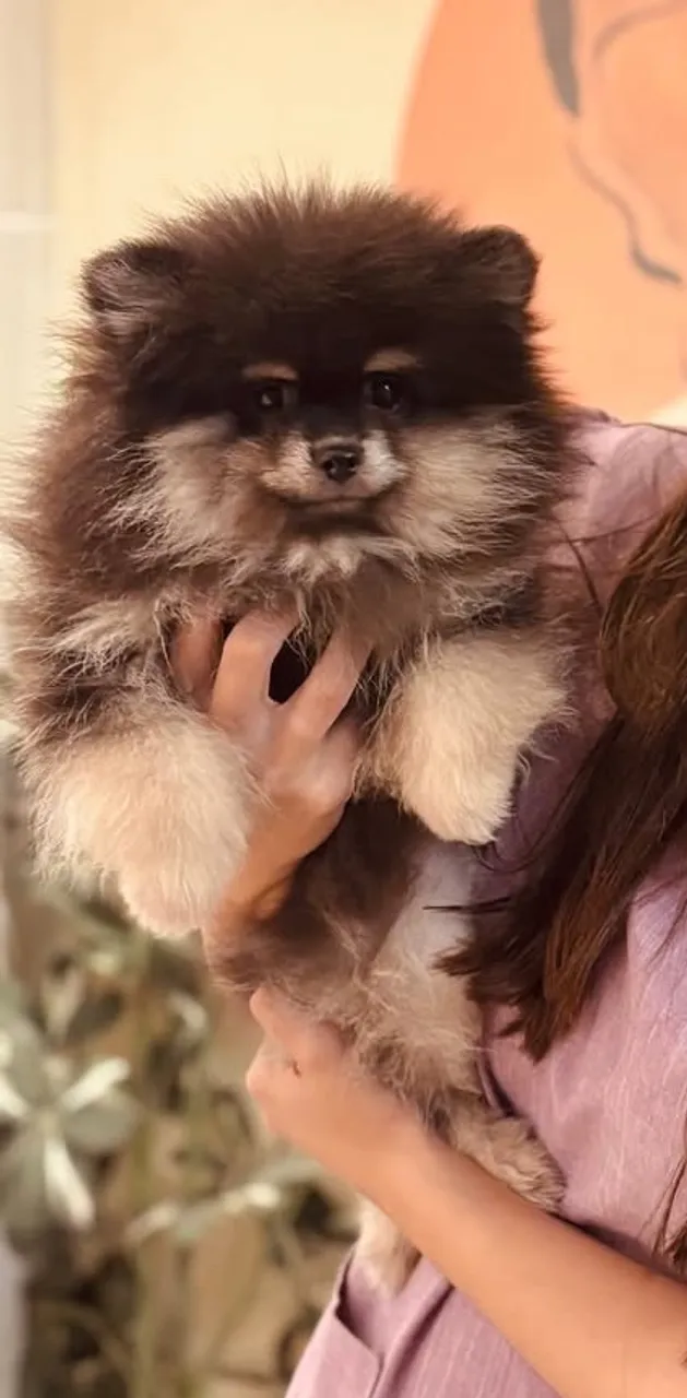 Spitz Alemão/Lulu da Pomerânia