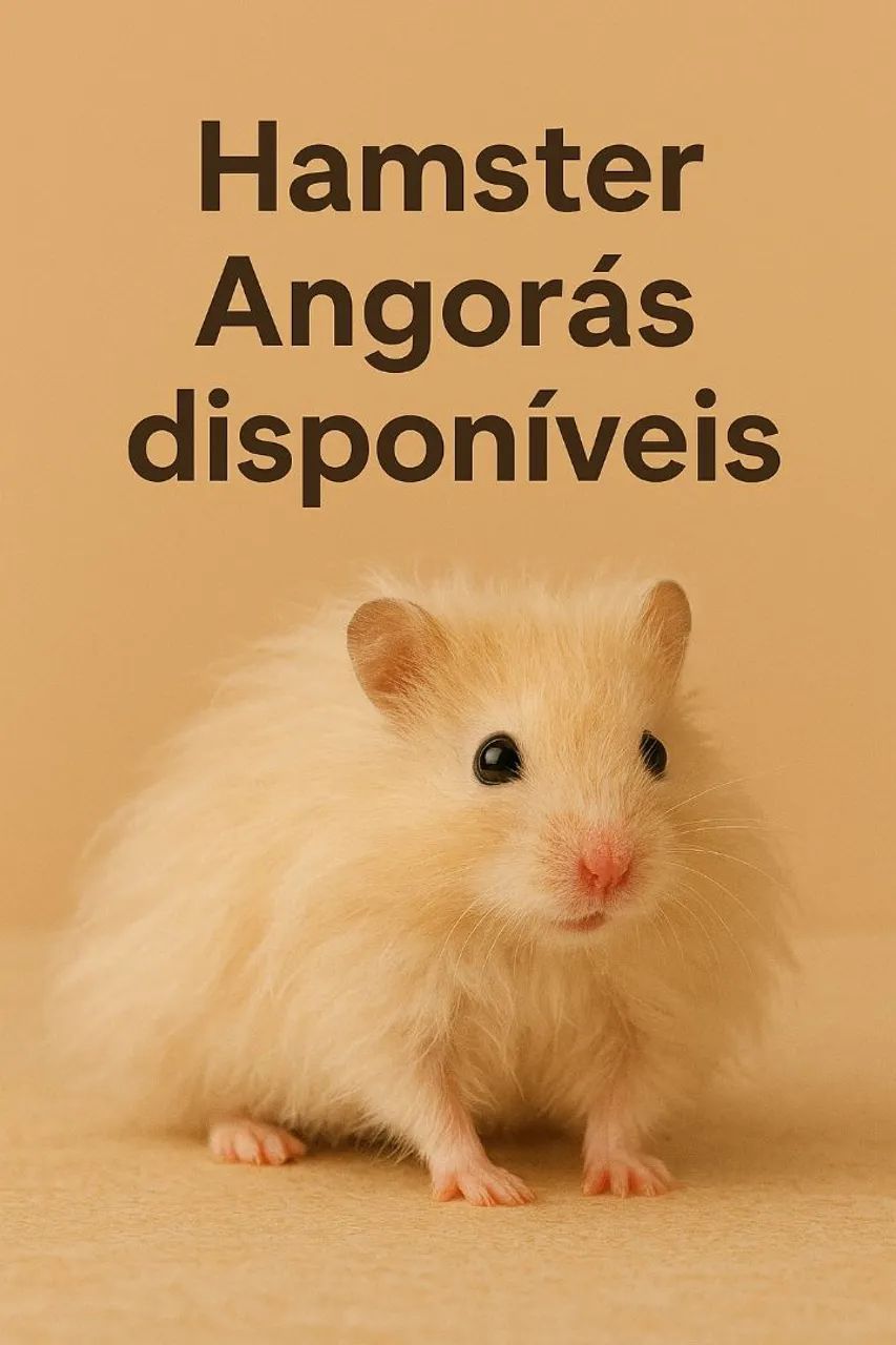 Hamster angorá  - Foto 2