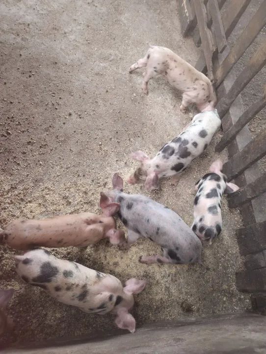 Filhotes de Pietran com Pial. - Foto 2