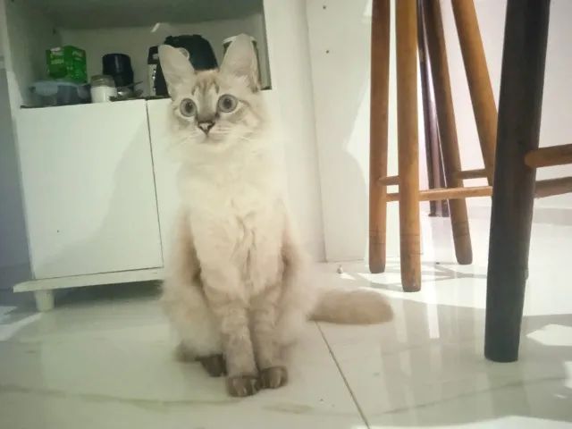 Gata 1 ano e 6 meses para adoção responsável