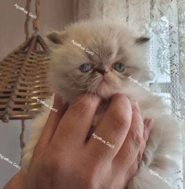 Gatinhos persas e exóticos disponíveis 