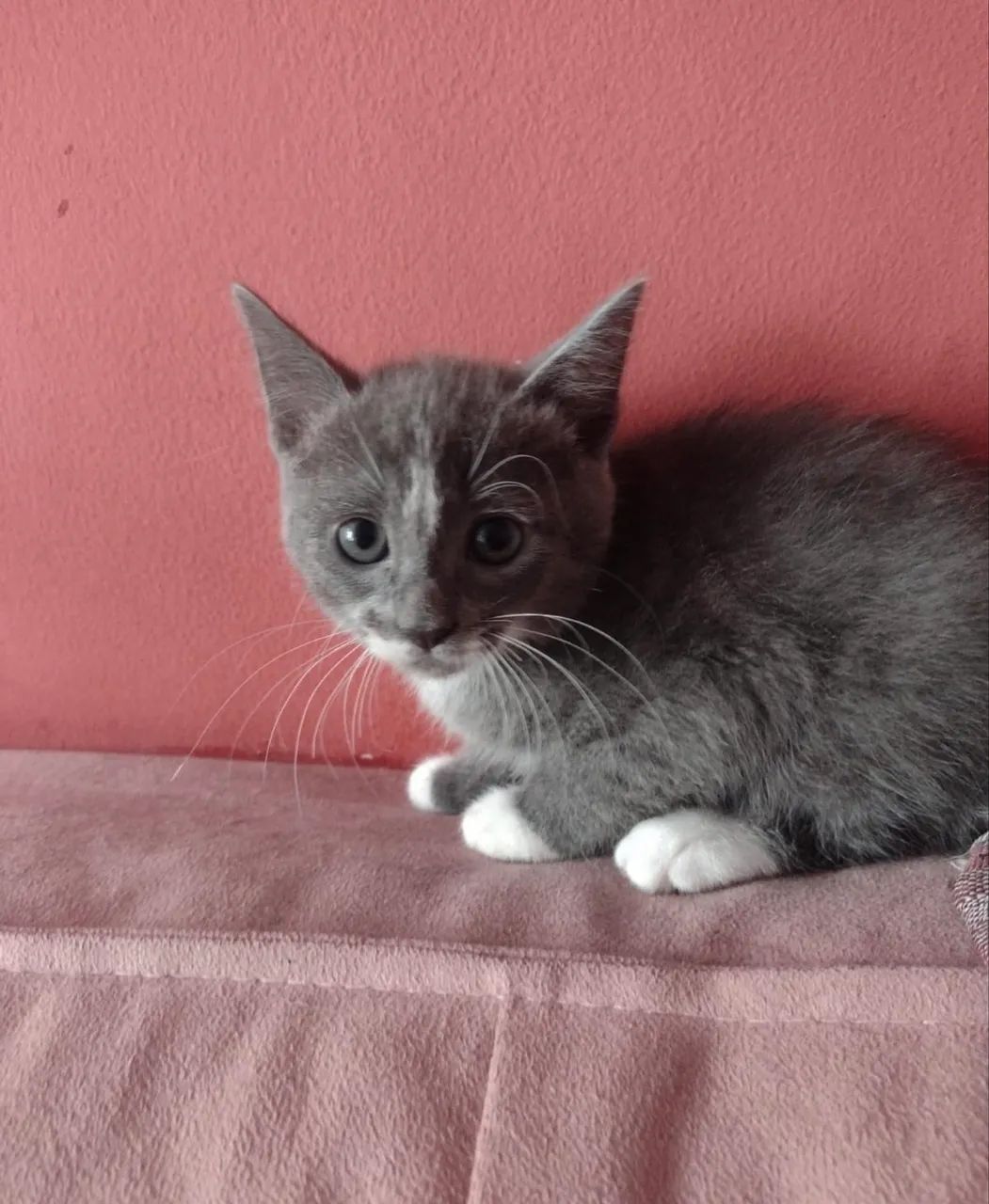 Adoção responsável gato macho e fêmea - niterói / são gonçalo  - Foto 5