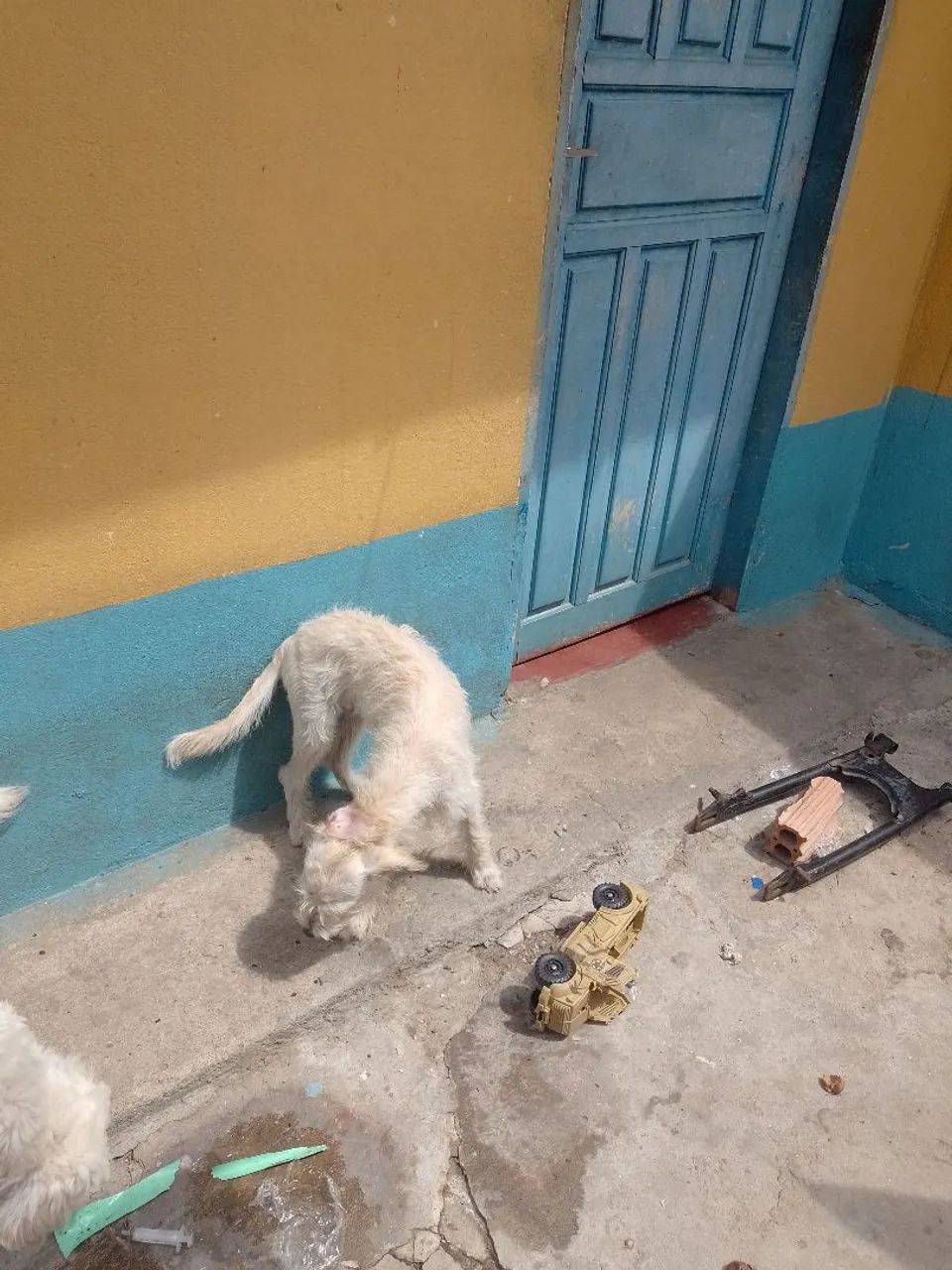 Pet para doação  - Foto 2