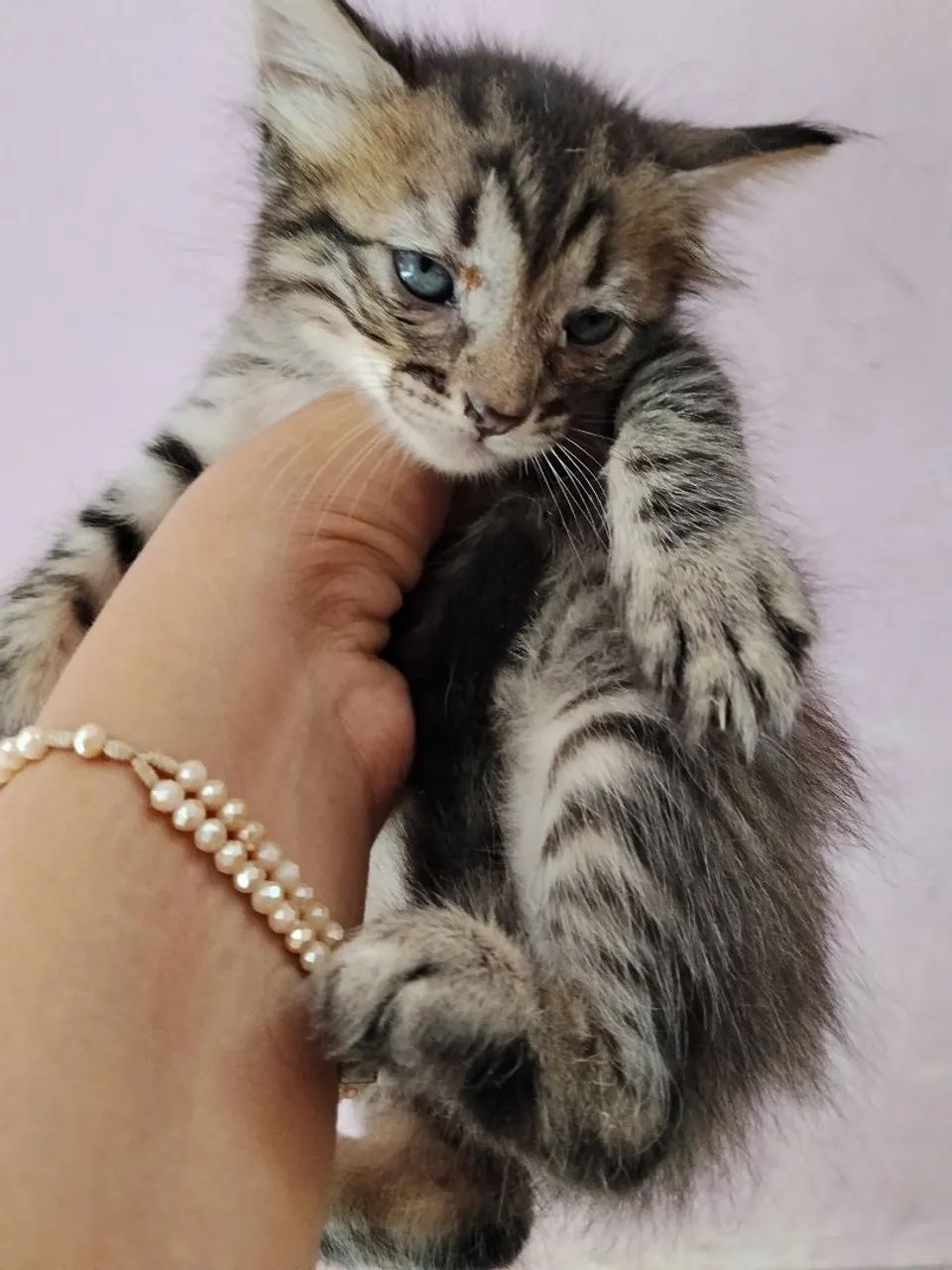 Adoção gatos  - Foto 3