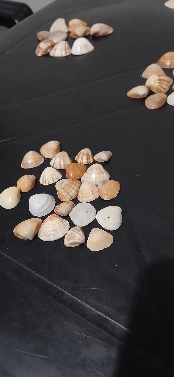Conchas do mar verdadeira artesanato - Foto 2
