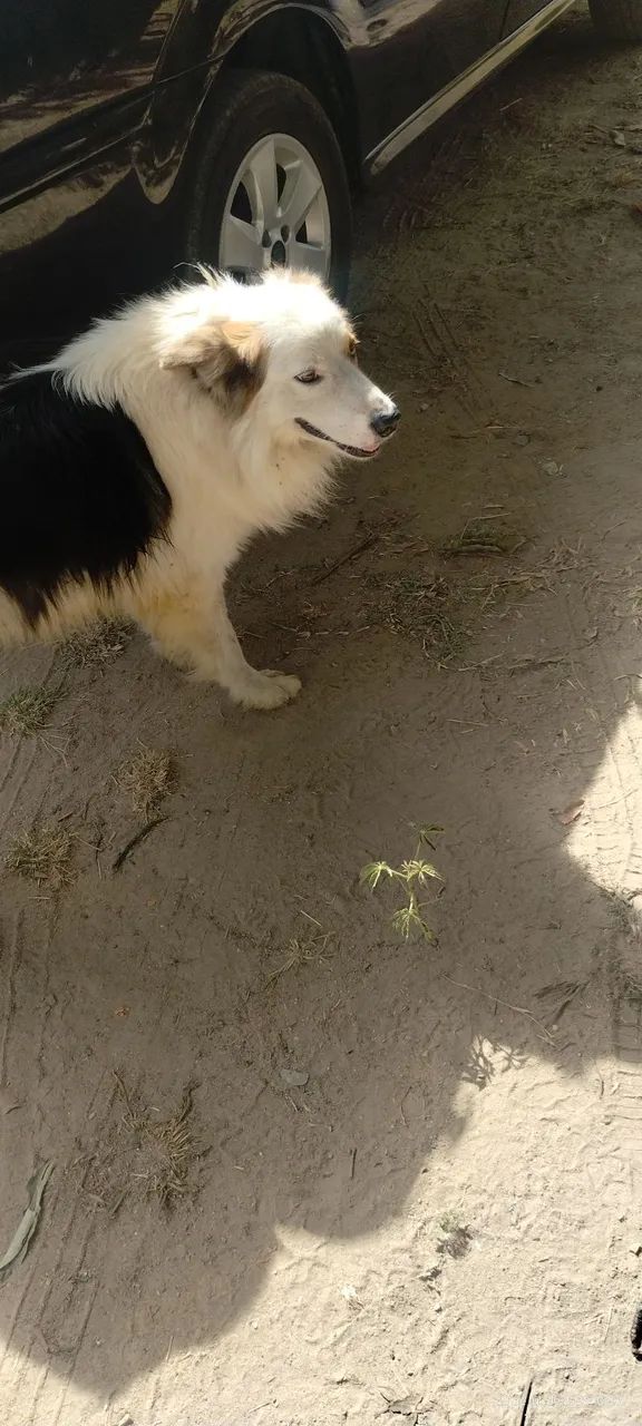 Cachorro  - Foto 2