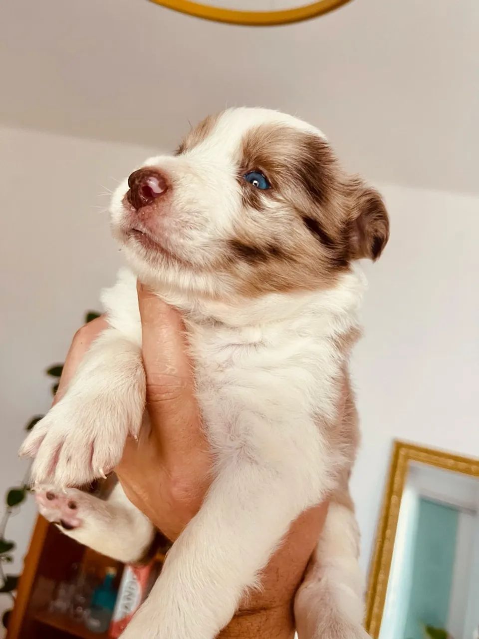 Border collie 