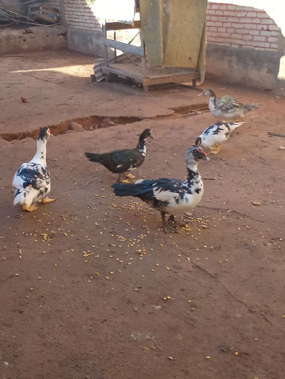 Vendo patos e galinha - Foto 5