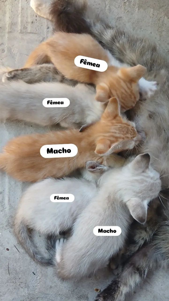 Doação de gatos