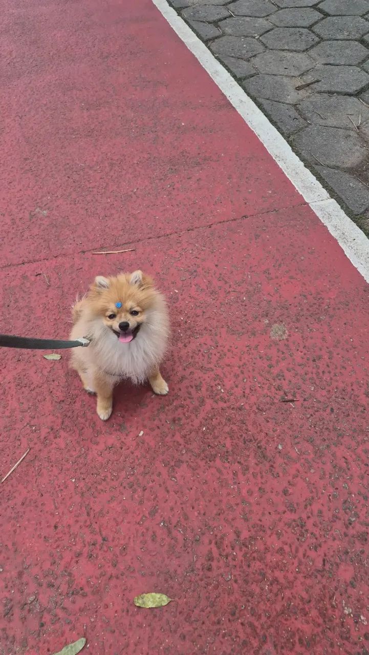 Babá  de pet pequeno porte. - Foto 5