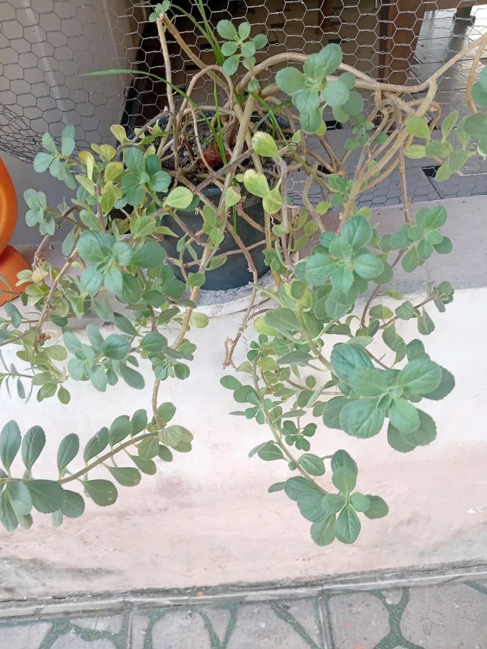 Mudas dessas plantas.  - Foto 2