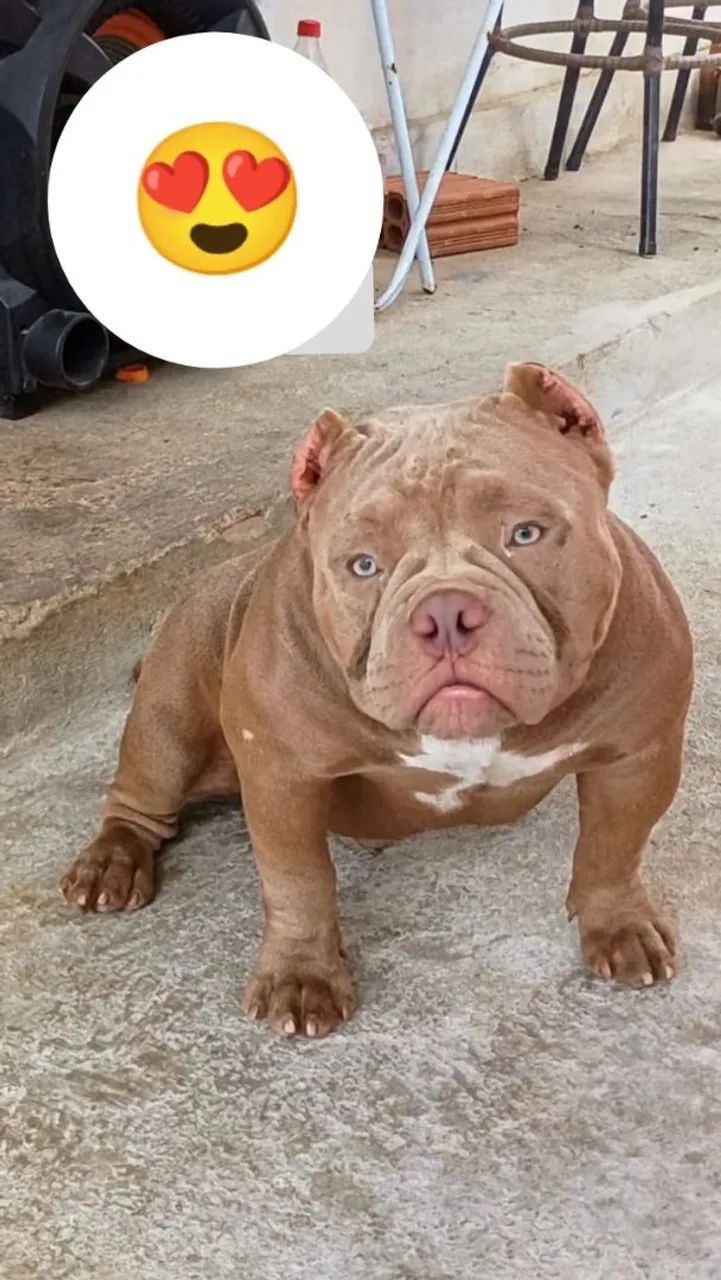 American Bully
