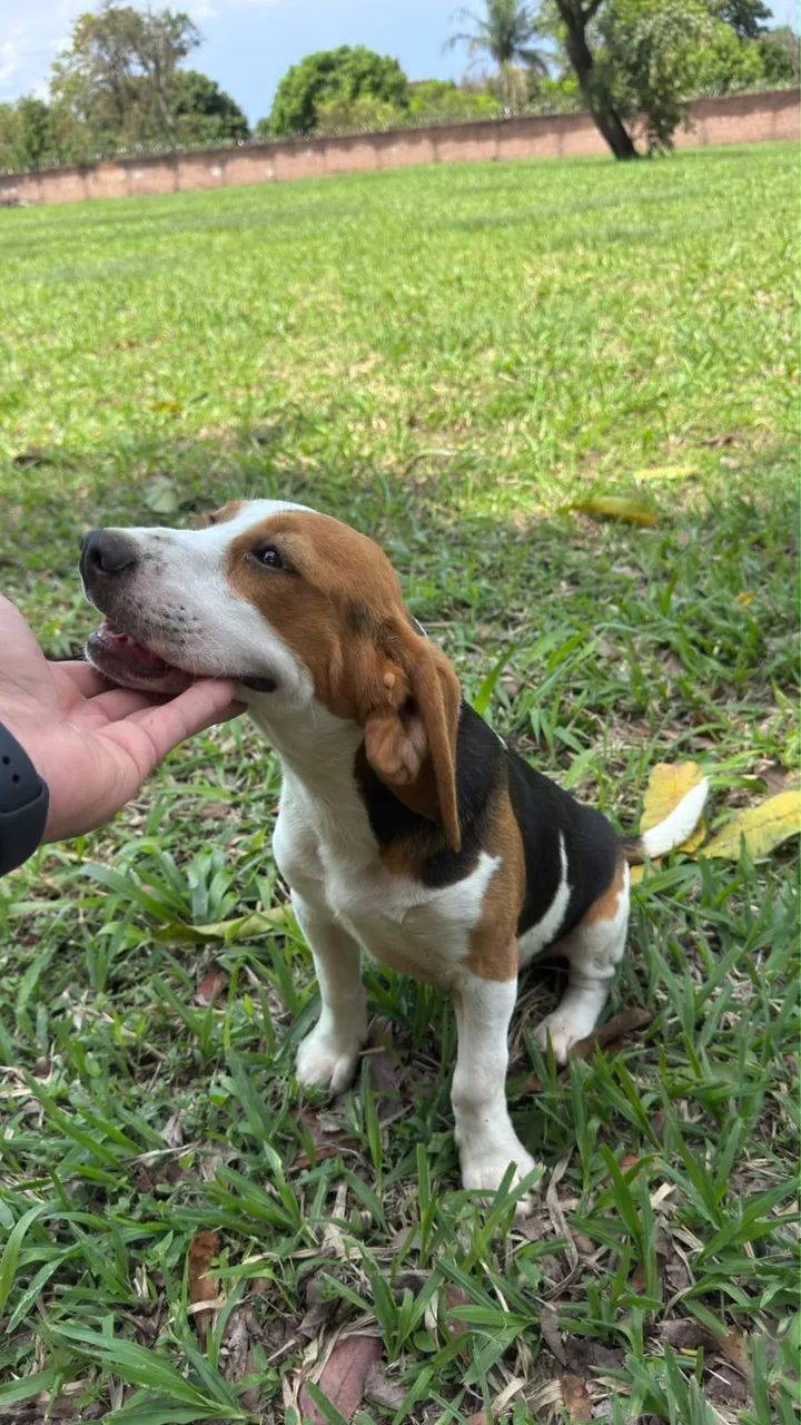 Beagle macho  - Foto 5