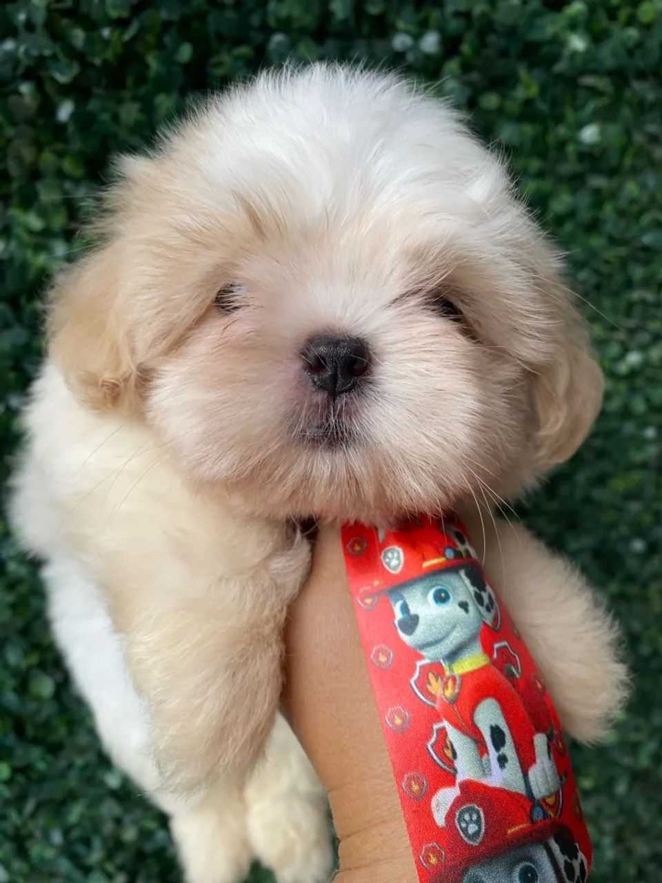 Shihtzu 
