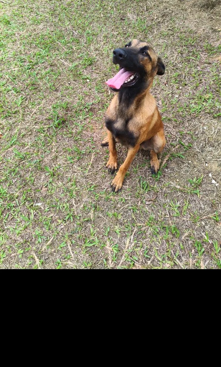Pastor Belga Malinois - Foto 2
