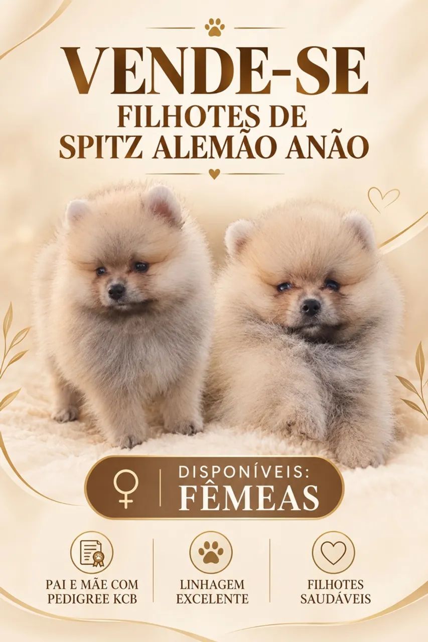 Spiz alemão anão