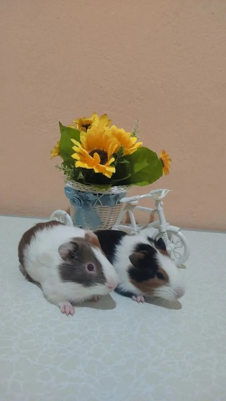 Porquinho da índia  - Foto 6