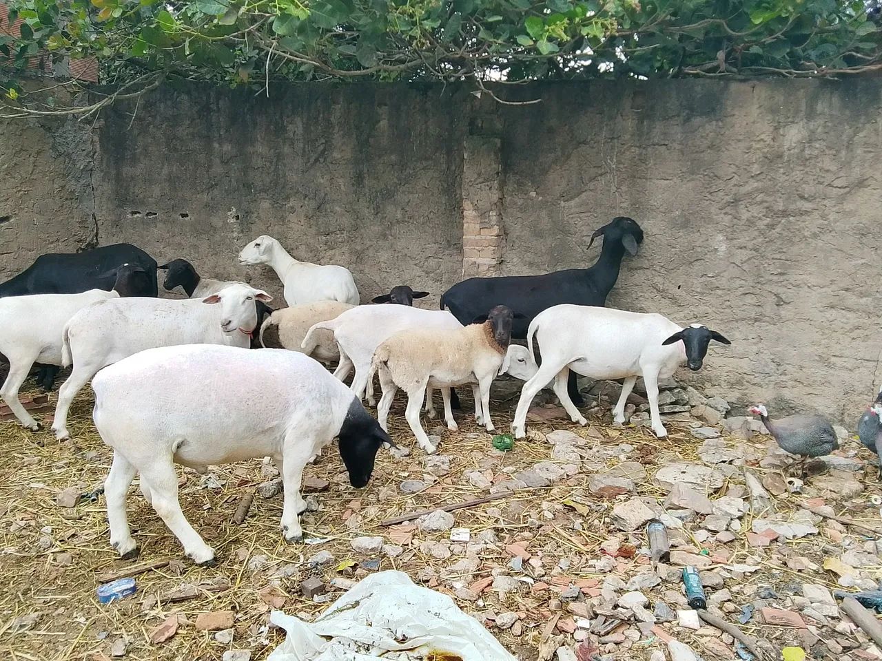 Animais de estimação  - Foto 2