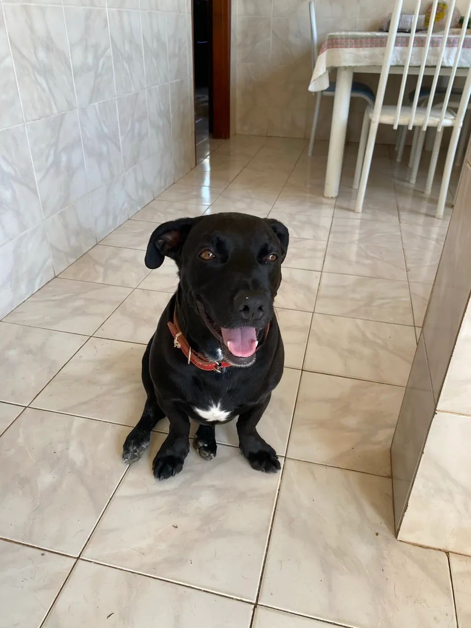 Adoção responsável 