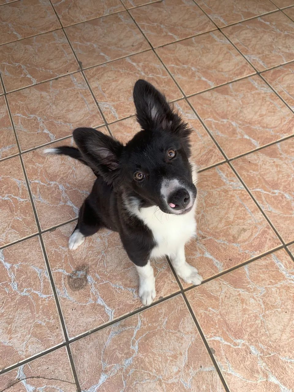 Border collie - Foto 2