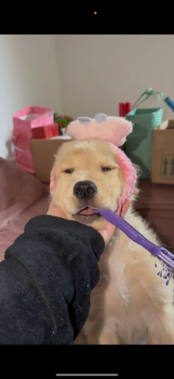 Golden Retriever filhote 