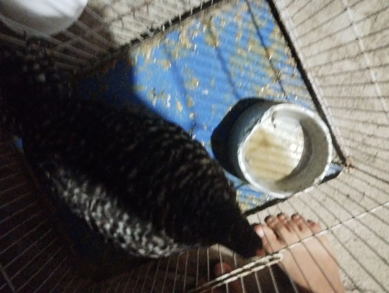 Pintinho capoeira. Prá vender 