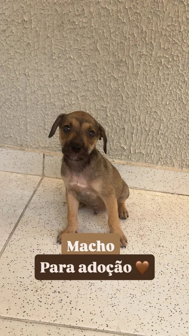 Cachorrinhos para doação 