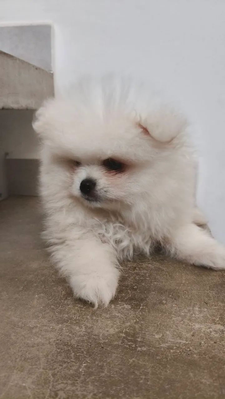 Spitz alemão  - Foto 3