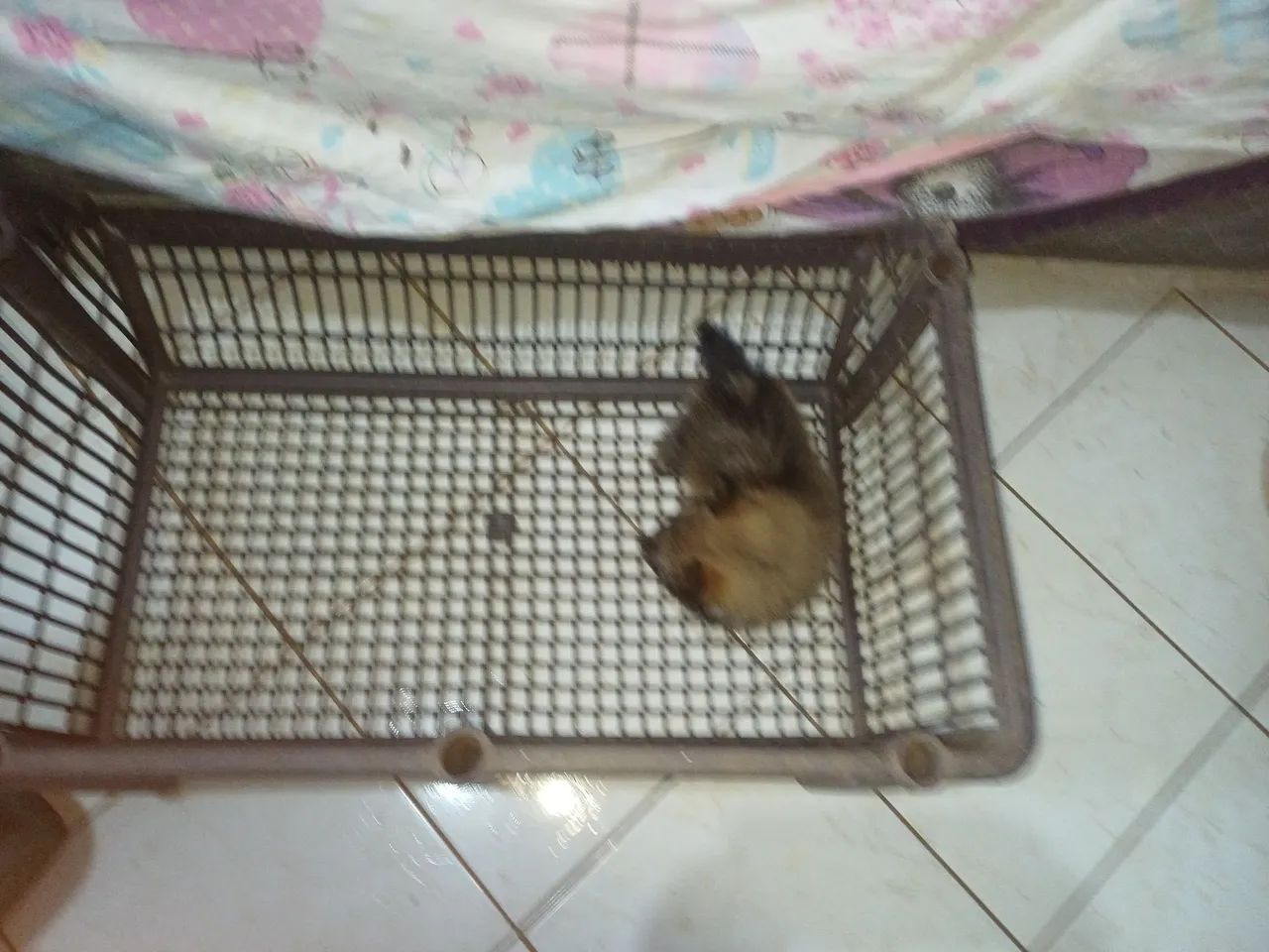 Animais  - Foto 4