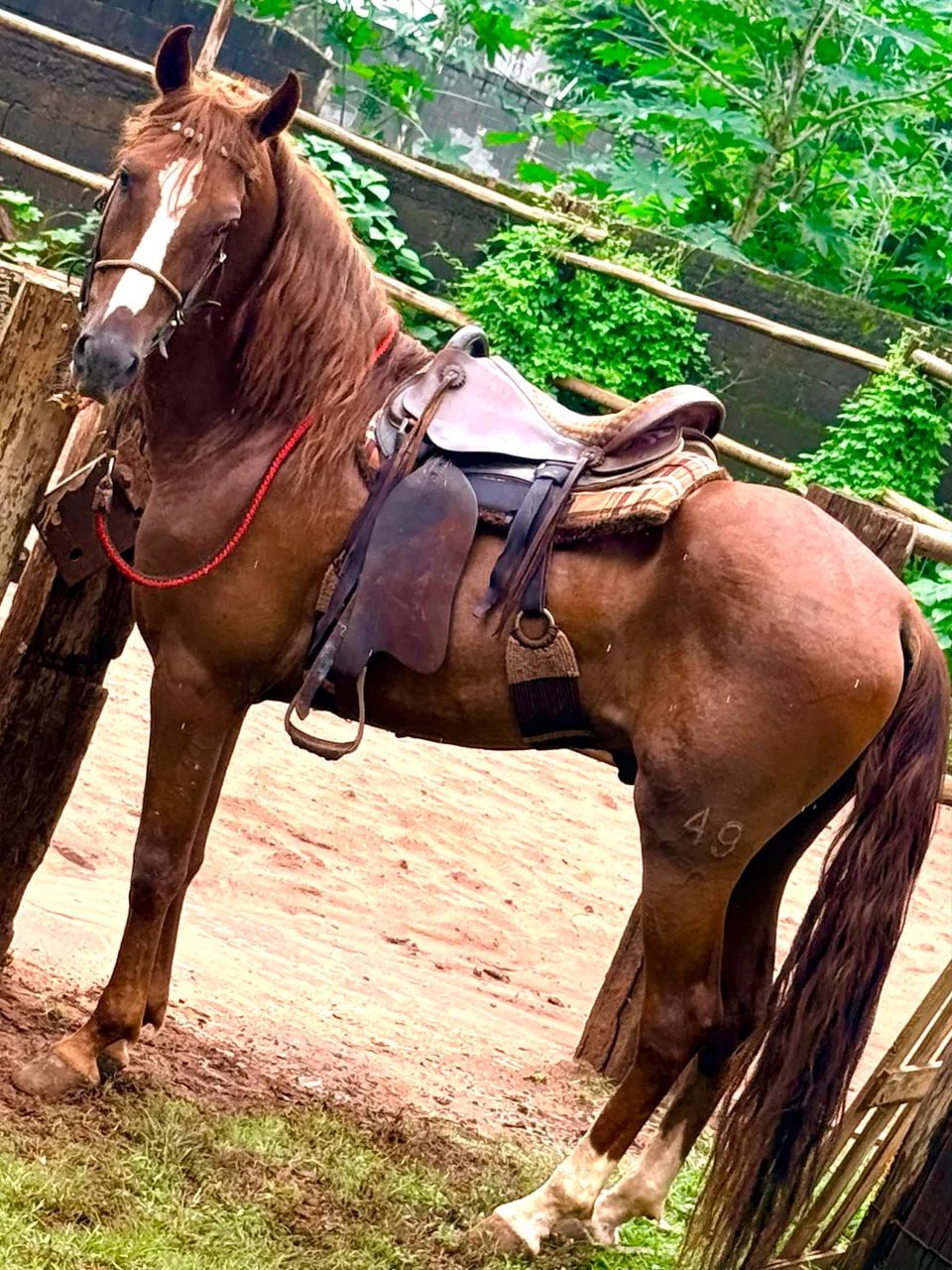 CAVALO MANGALARGA - Foto 2