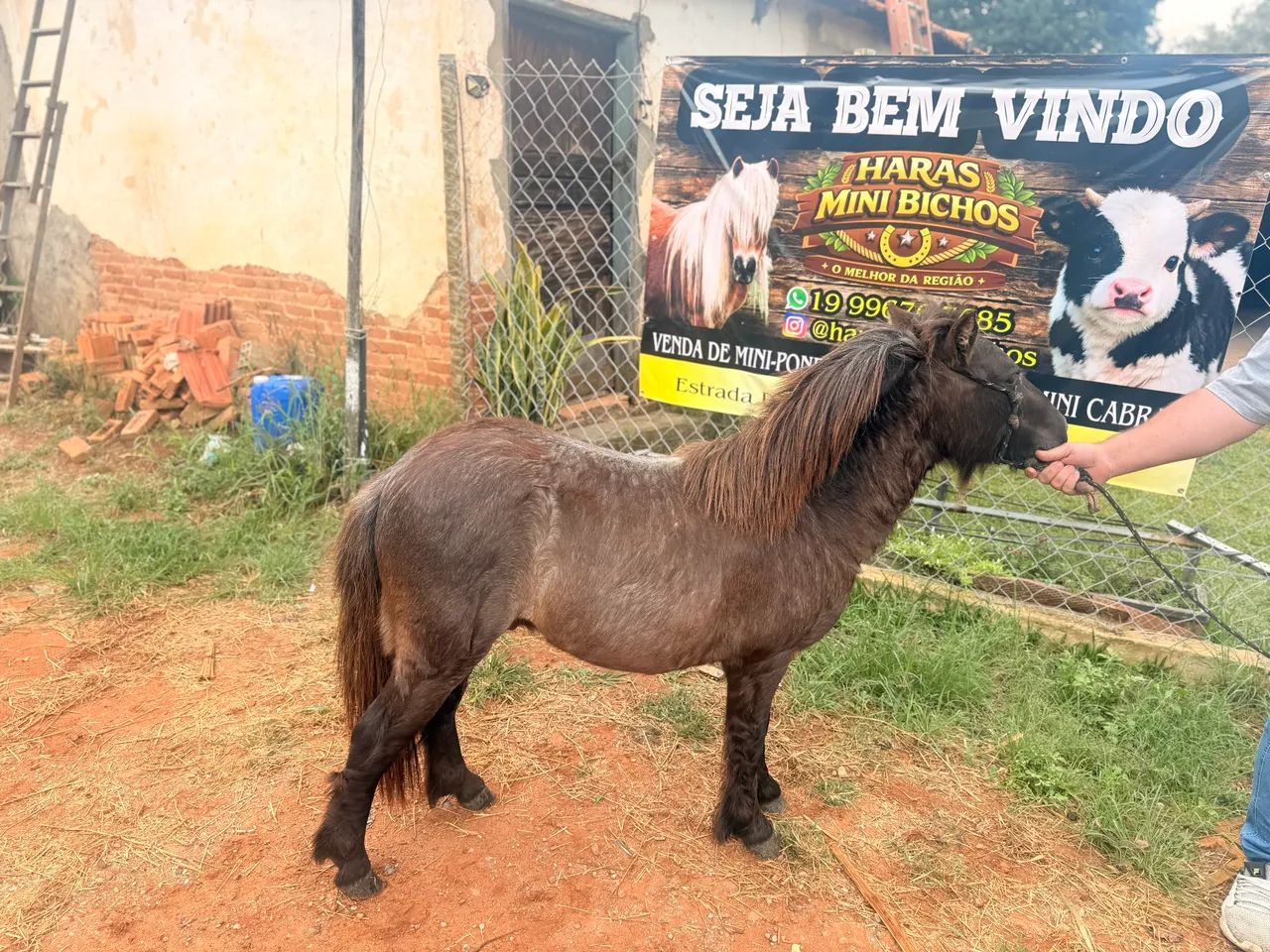 Mini pônei  - Foto 2