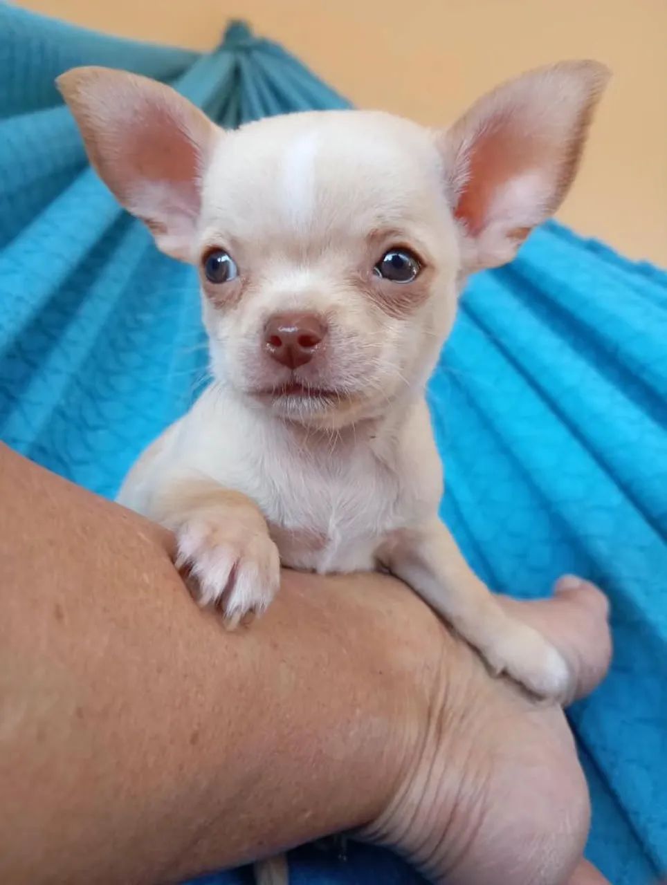 Chihuahua MACHO  - Foto 3