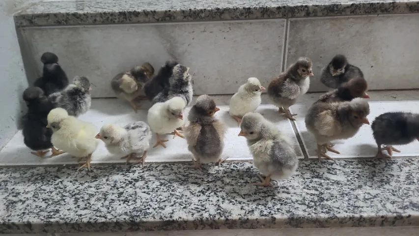 Polones  - Foto 2