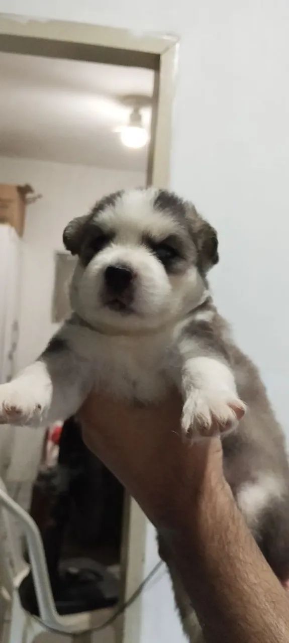Filhotes de husky 