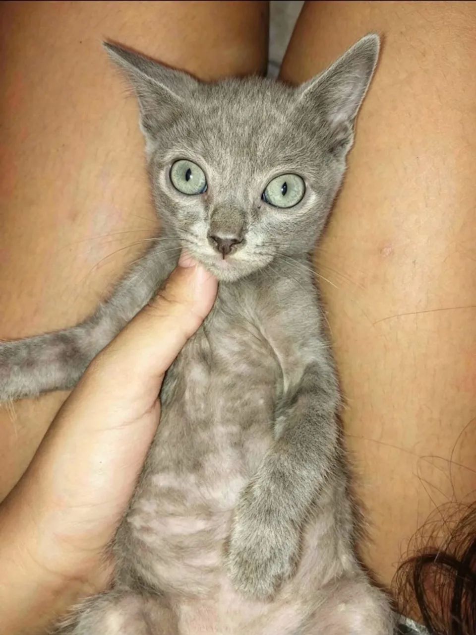 Adoção Responsável  - Foto 3