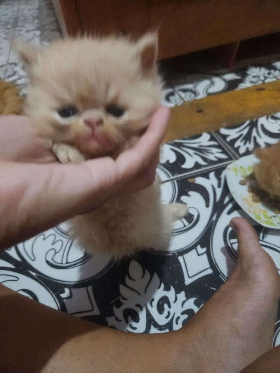 Gatinho  - Foto 4