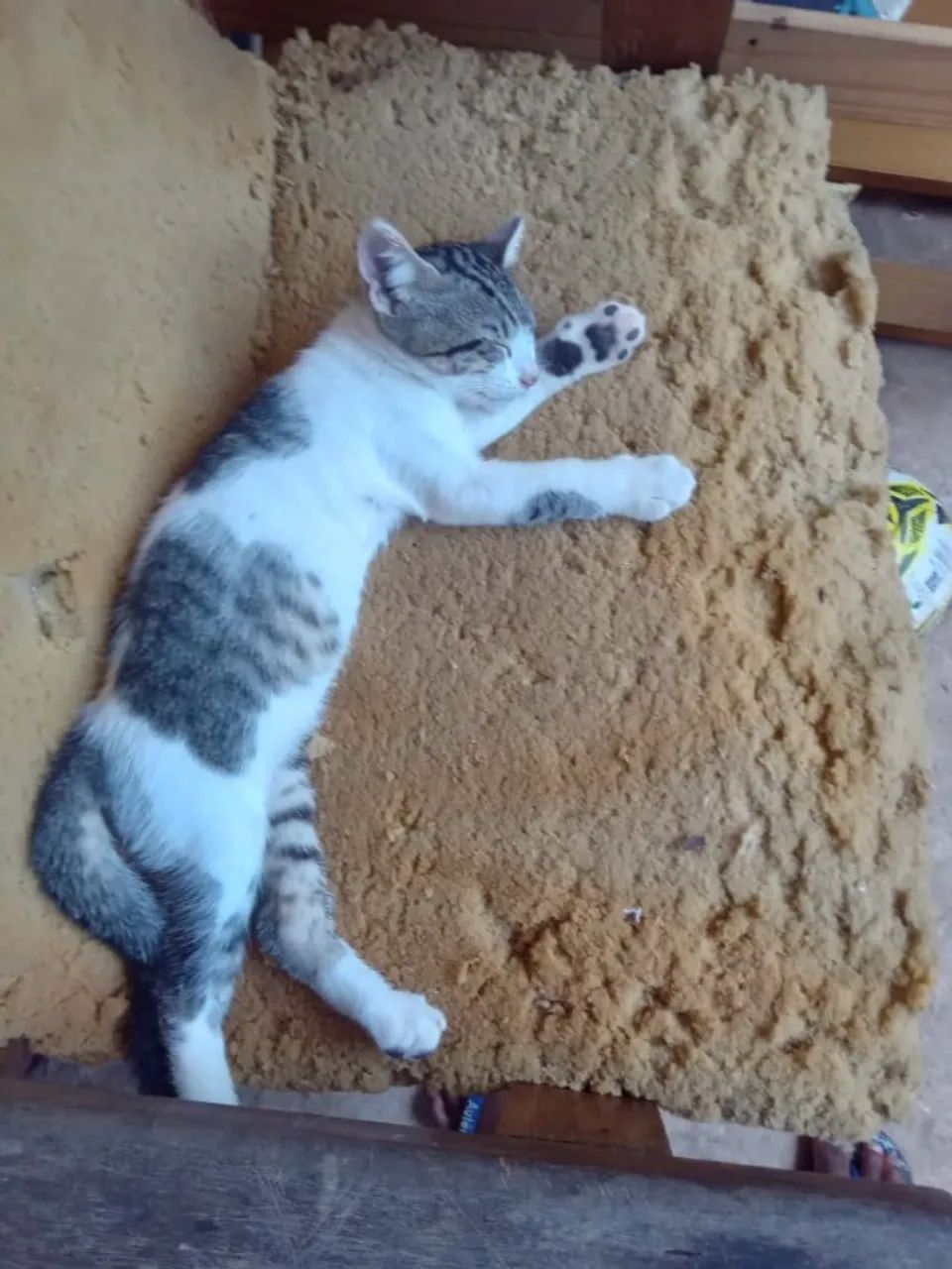 Gatos para adoção - Foto 2