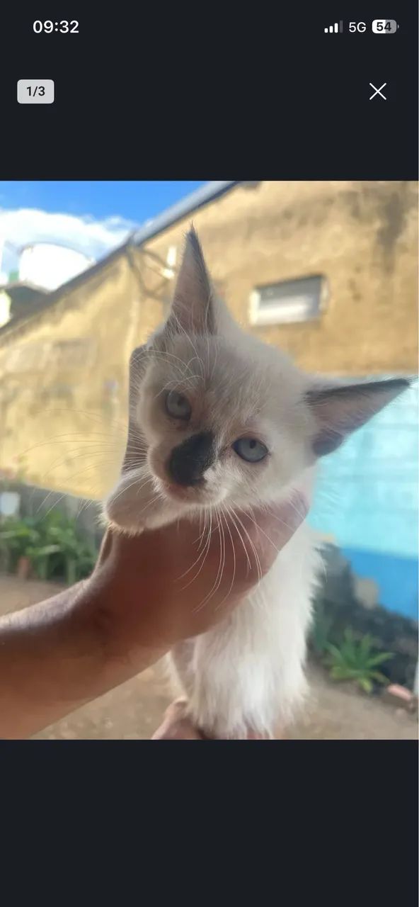 3 gatinhos machos  - Foto 2