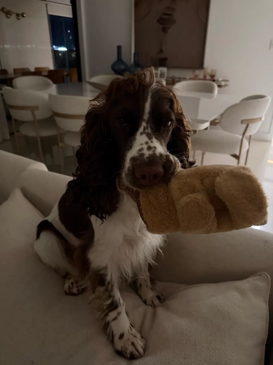 Cocker Spaniel procura namorada  - Foto 5