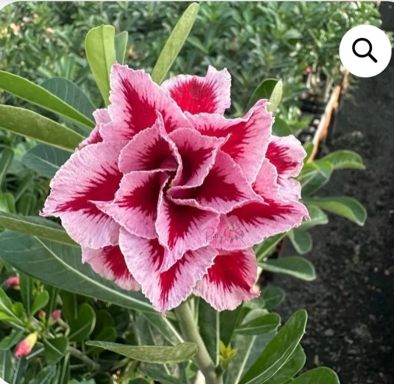 Rosas do deserto enxertadas simples e raras dobradas e triplas - Foto 3