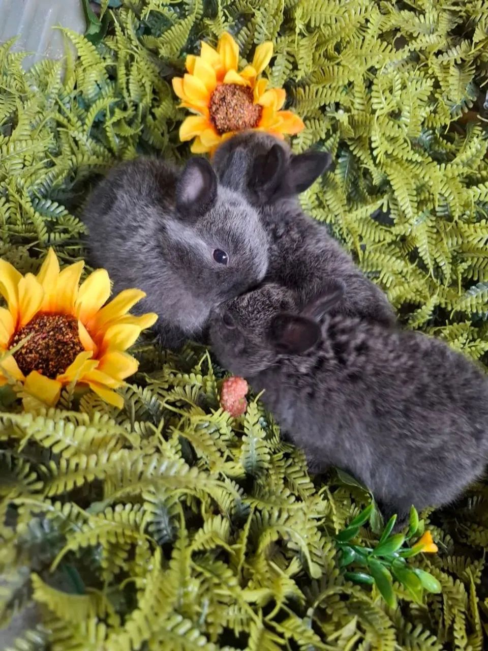 Coelhos netherland dwarf  - Foto 3