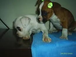 Boxer Energia sem botão