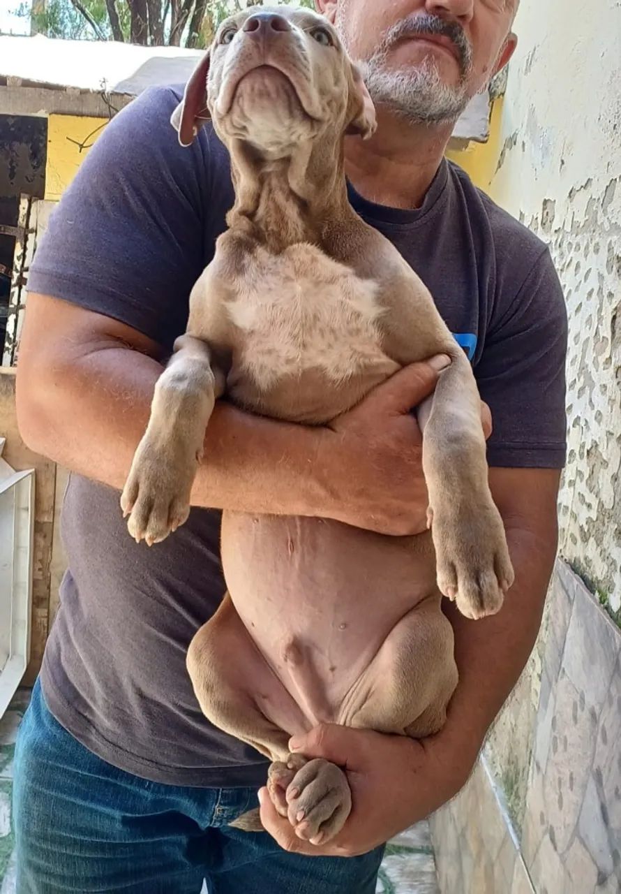 Animais - Foto 4