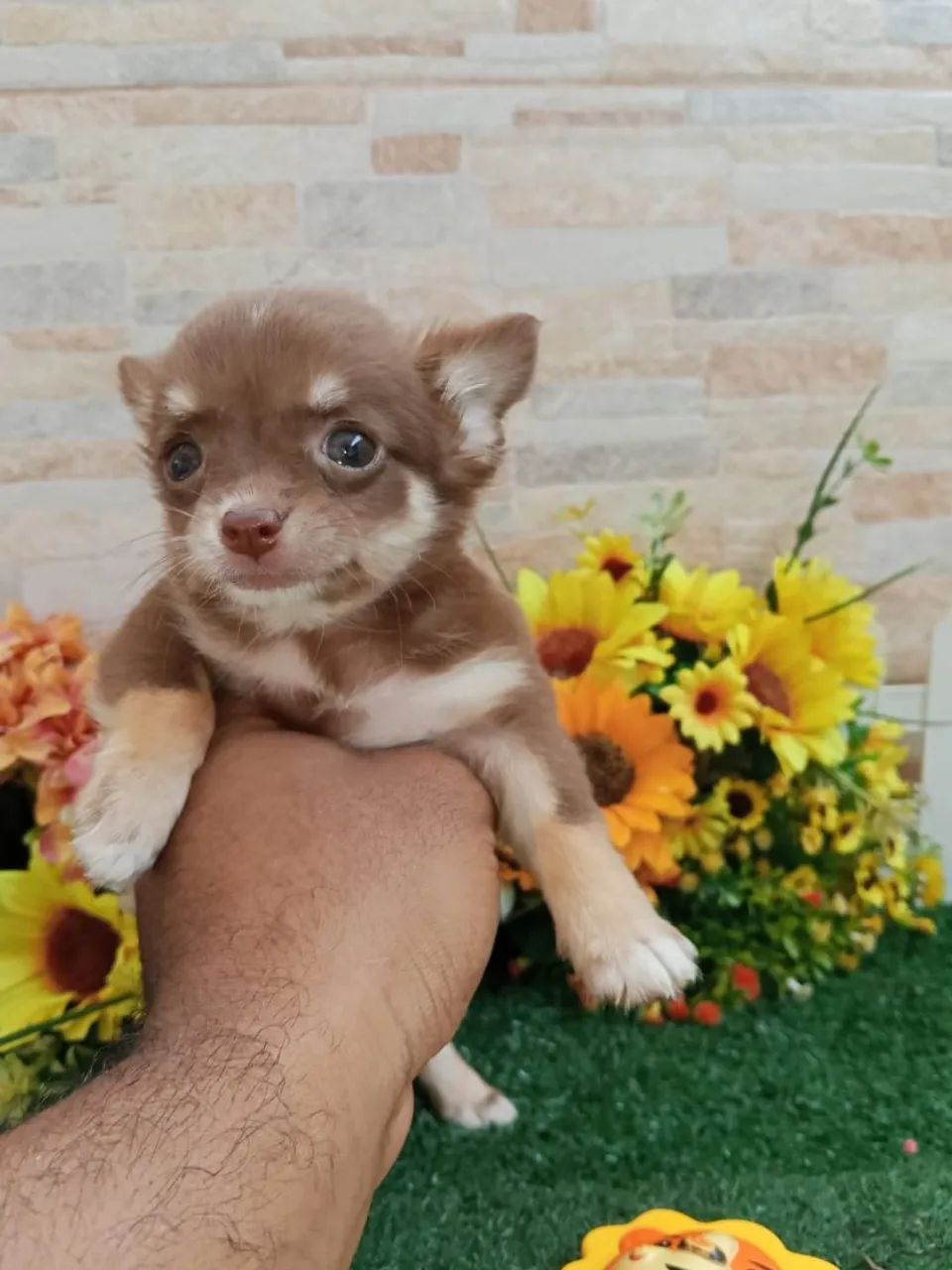 Chihuahua  - Foto 3